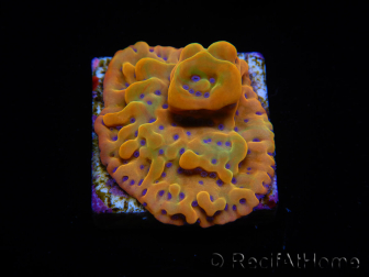 WYSIWYG RAH Montipora Orange Punch 11K8