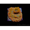 WYSIWYG RAH Montipora Orange Punch 11K8