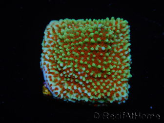 WYSIWYG Montipora Grinch 11L1