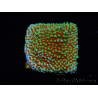 WYSIWYG Montipora Grinch 11L1