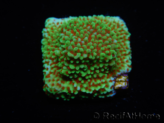 WYSIWYG Montipora Grinch 11L2