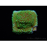 WYSIWYG Montipora Grinch 11L2