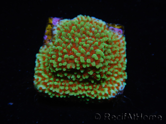 WYSIWYG Montipora Grinch 11L3