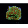 WYSIWYG Montipora Grinch 11L3