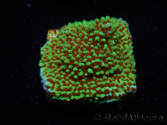 WYSIWYG Montipora Grinch 11L4