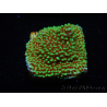 WYSIWYG Montipora Grinch 11L4