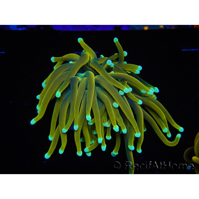 WYSIWYG Euphyllia glabrescens (Mariculture acclimaté sous LED) 8A1