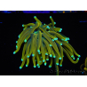 WYSIWYG Euphyllia glabrescens (Mariculture acclimaté sous LED) 8A1