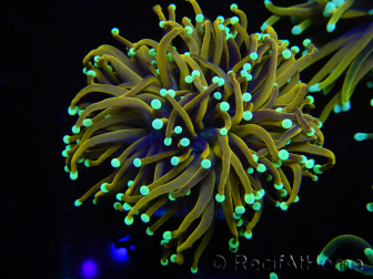 WYSIWYG Euphyllia glabrescens (Maricoltura acclimatata sotto LED) 8A3