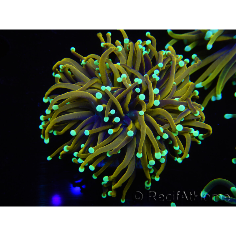 WYSIWYG Euphyllia glabrescens (Maricoltura acclimatata sotto LED) 8A3