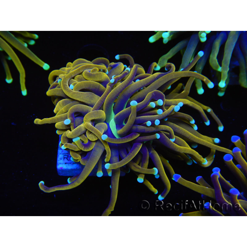 WYSIWYG Euphyllia glabrescens (Mariculture acclimaté sous LED) 8B1