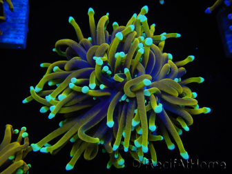 WYSIWYG Euphyllia glabrescens (Maricoltura acclimatata sotto LED) 8B2