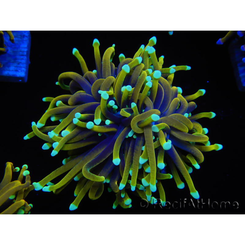 WYSIWYG Euphyllia glabrescens (Maricoltura acclimatata sotto LED) 8B2