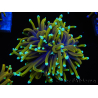 WYSIWYG Euphyllia glabrescens (Mariculture acclimaté sous LED) 8B2