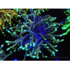 WYSIWYG Euphyllia glabrescens (Mariculture acclimaté sous LED) 8B3