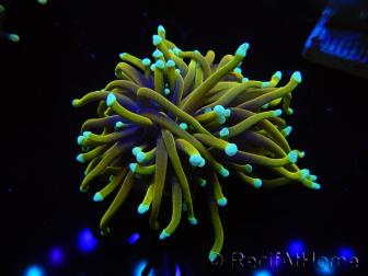 Euphyllia glabrescens WYSIWYG (Maricultura acclimatata sotto LED) 8B4