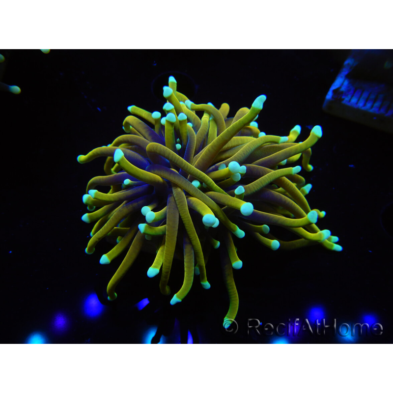 WYSIWYG Euphyllia glabrescens (Mariculture acclimaté sous LED) 8B4