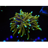 WYSIWYG Euphyllia glabrescens (Mariculture acclimaté sous LED) 8B4