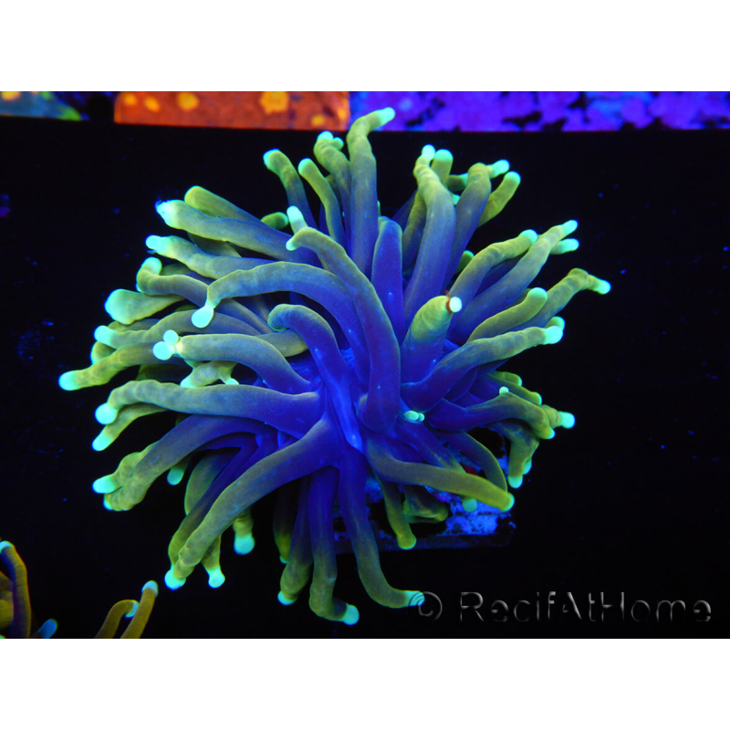 WYSIWYG Euphyllia glabrescens (Maricoltura acclimatata sotto LED) 8B7