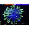 WYSIWYG Euphyllia glabrescens (Maricoltura acclimatata sotto LED) 8B7