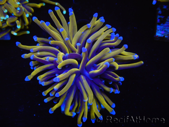 WYSIWYG Euphyllia glabrescens (Mariculture acclimaté sous LED) 8C1