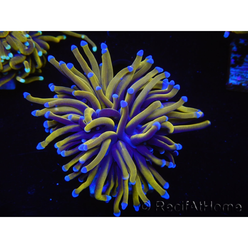 WYSIWYG Euphyllia glabrescens (Mariculture acclimaté sous LED) 8C1