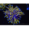 WYSIWYG Euphyllia glabrescens (Mariculture acclimaté sous LED) 8C1