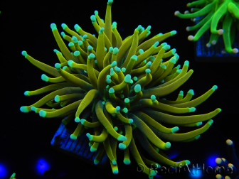 WYSIWYG Euphyllia glabrescens (Maricoltura acclimatata sotto LED) 8C5