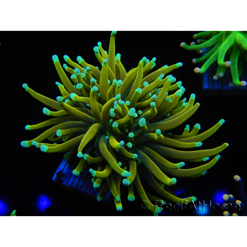 WYSIWYG Euphyllia glabrescens (Aquakultur, angepasst unter LED) 8C5