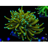 WYSIWYG Euphyllia glabrescens (Maricoltura acclimatata sotto LED) 8C5