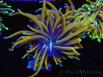 WYSIWYG Euphyllia glabrescens (Maricoltura acclimatata sotto LED) 8C6