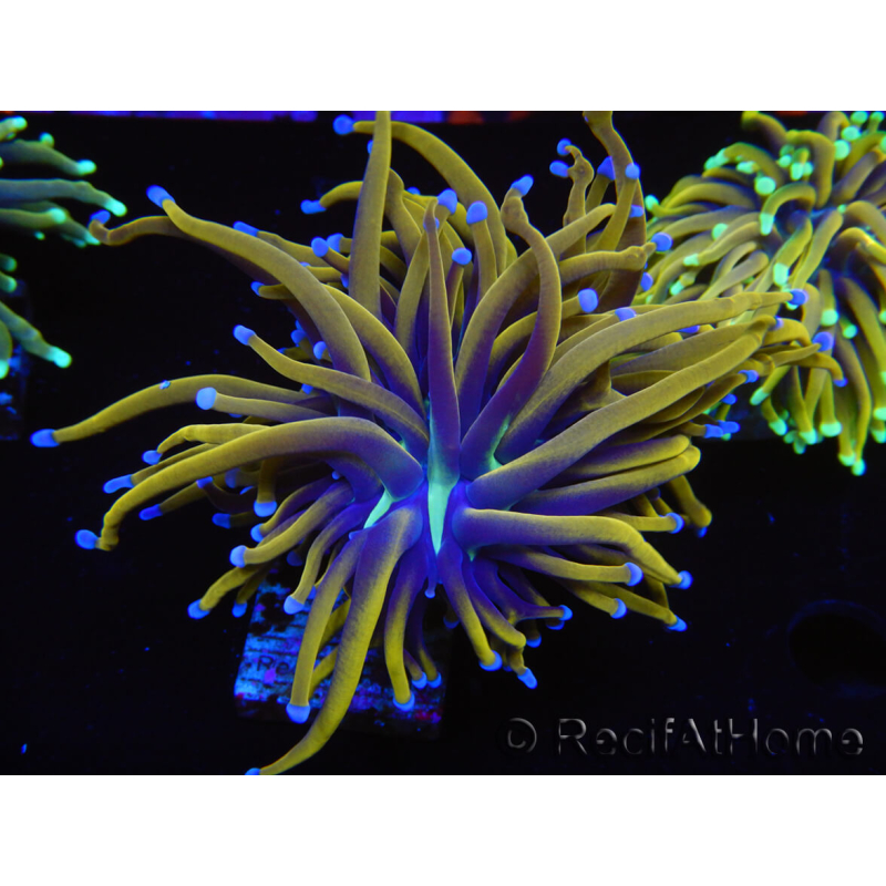 WYSIWYG Euphyllia glabrescens (Mariculture acclimaté sous LED) 8C6