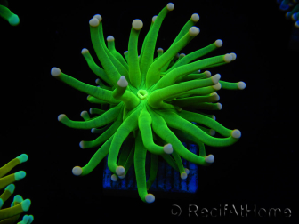 WYSIWYG Euphyllia glabrescens (Mariculture acclimaté sous LED) 8D2