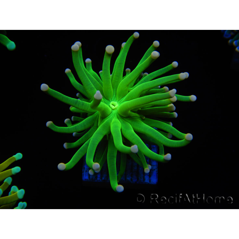 WYSIWYG Euphyllia glabrescens (Mariculture acclimaté sous LED) 8D2