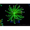 WYSIWYG Euphyllia glabrescens (Mariculture acclimaté sous LED) 8D2