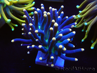 WYSIWYG Euphyllia glabrescens (Mariculture acclimaté sous LED) 8D3