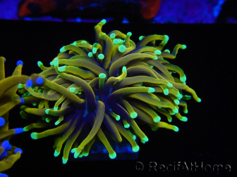 WYSIWYG Euphyllia glabrescens (Maricoltura acclimatata sotto LED) 8D4