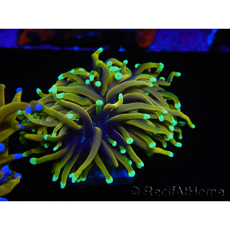 WYSIWYG Euphyllia glabrescens (Maricoltura acclimatata sotto LED) 8D4