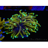 WYSIWYG Euphyllia glabrescens (Maricoltura acclimatata sotto LED) 8D4