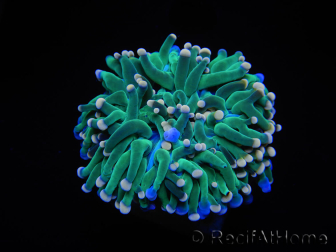 WYSIWYG Euphyllia glabrescens (Maricultura acclimata sotto LED) 8D6