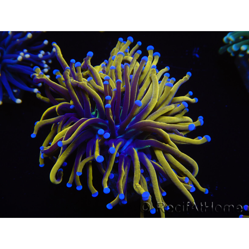 WYSIWYG Euphyllia glabrescens (Mariculture acclimaté sous LED) 8E4