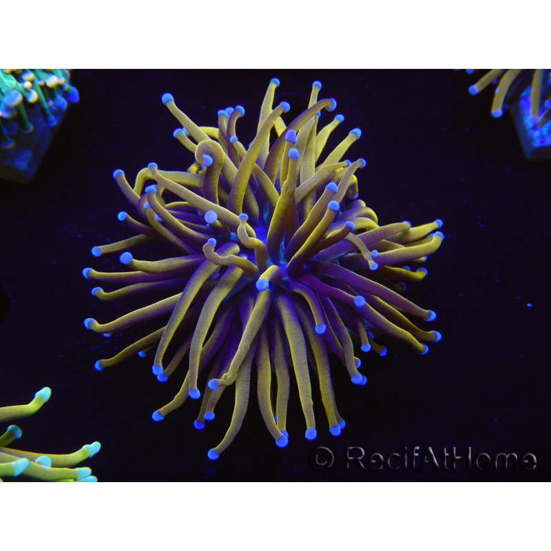 WYSIWYG Euphyllia glabrescens (Mariculture acclimaté sous LED) 8E6