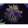 WYSIWYG Euphyllia glabrescens (Mariculture acclimaté sous LED) 8E6