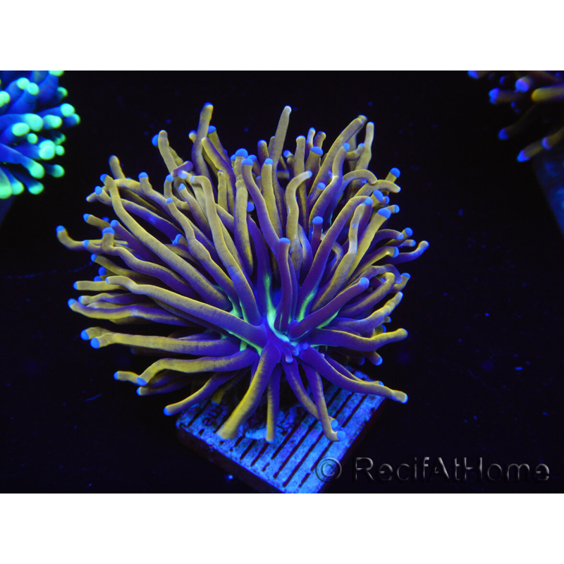 WYSIWYG Euphyllia glabrescens (Mariculture acclimaté sous LED) 8F7