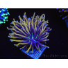 WYSIWYG Euphyllia glabrescens (Mariculture acclimaté sous LED) 8F7