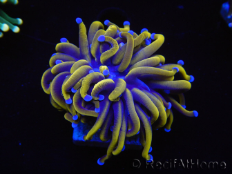 WYSIWYG Euphyllia glabrescens (Maricultura acclimatata sotto LED) 8G1