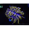 WYSIWYG Euphyllia glabrescens (Maricultura acclimatata sotto LED) 8G1