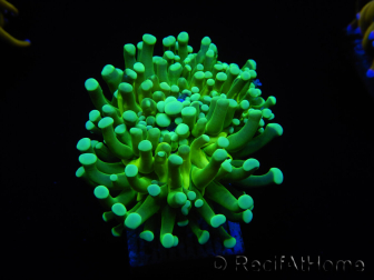 WYSIWYG Euphyllia glabrescens (Maricultura acclimatata sotto LED) 8G5