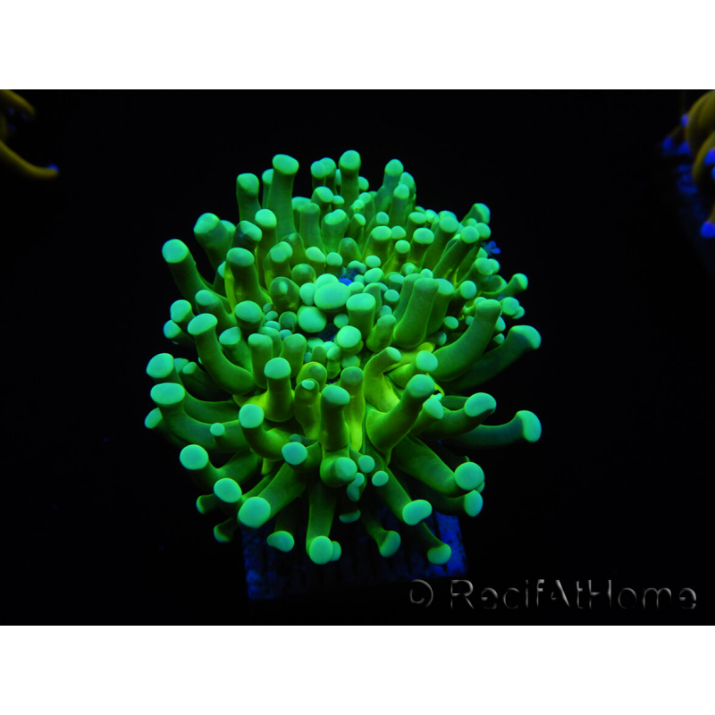 WYSIWYG Euphyllia glabrescens (Maricultura acclimatata sotto LED) 8G5