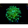 WYSIWYG Euphyllia glabrescens (Maricultura acclimatata sotto LED) 8G5